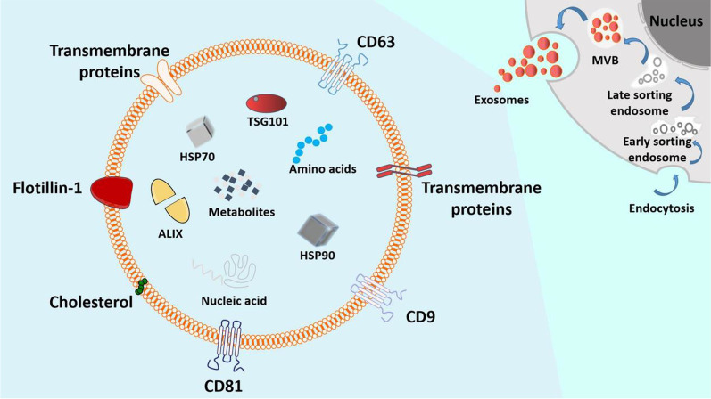 圖3：外泌體的分泌過程和基本結(jié)構(gòu)