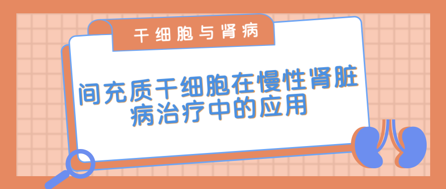 間充質(zhì)干細(xì)胞在治療慢性腎臟病中的應(yīng)用