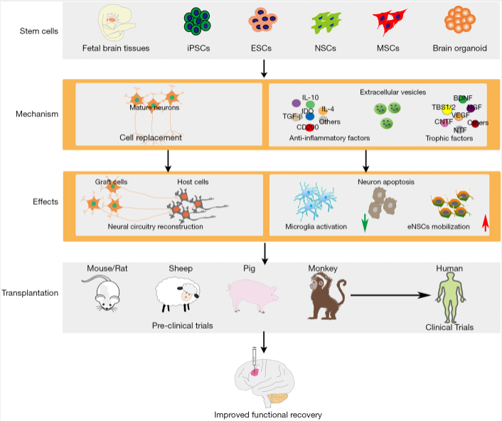 圖1：干細(xì)胞類(lèi)型及治療缺血性腦損傷的治療機(jī)制。