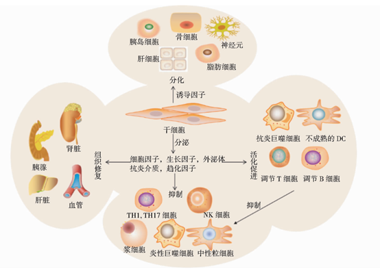 干細胞治療糖尿病的可能機制