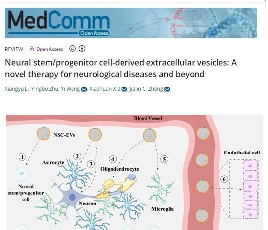 神經(jīng)干細(xì)胞外泌體調(diào)控中樞神經(jīng)系統(tǒng)中不同細(xì)胞功能