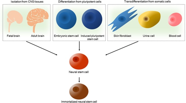 圖2：神經(jīng)干細(xì)胞的來(lái)源