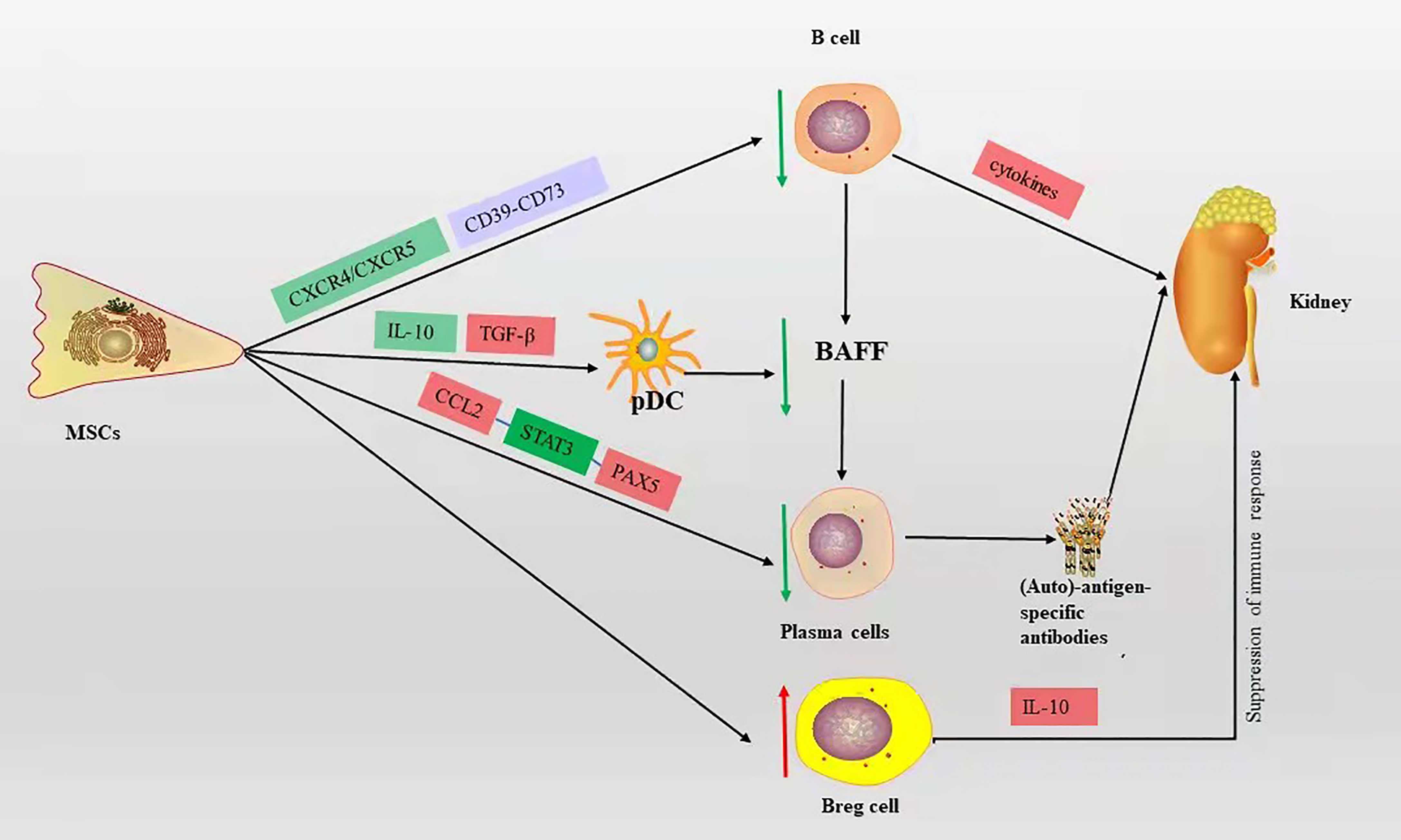 圖2：B細(xì)胞對(duì)LN的作用機(jī)制及間充質(zhì)干細(xì)胞對(duì)狼瘡性腎炎中B細(xì)胞的免疫調(diào)節(jié)機(jī)制