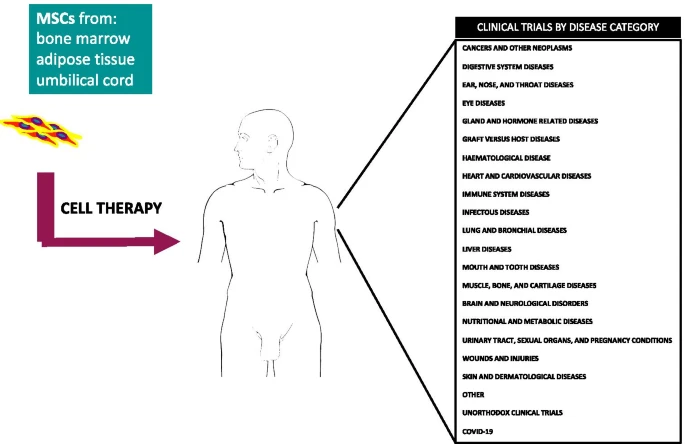 間充質(zhì)干細(xì)胞的臨床試驗呈指數(shù)增長：近六年來進(jìn)展如何？
