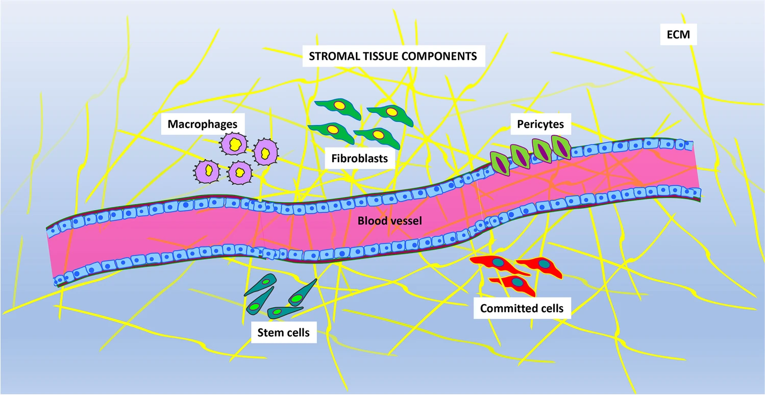 圖片顯示存在于基質(zhì)組織中的主要成分。不同的細(xì)胞表型與血管和細(xì)胞外基質(zhì) (ECM) 成分混合在一起。主要的細(xì)胞類型是：巨噬細(xì)胞、成纖維細(xì)胞、周細(xì)胞、定向細(xì)胞和干細(xì)胞