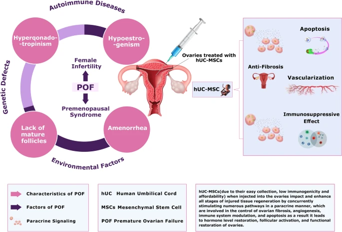間充質干細胞治療卵巢早衰的治療潛力