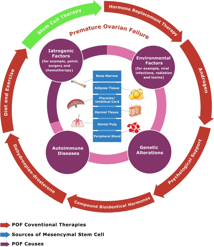 POF的致病因素、主要原因（和治療方案以及干細胞治療）以及間充質干細胞的來源