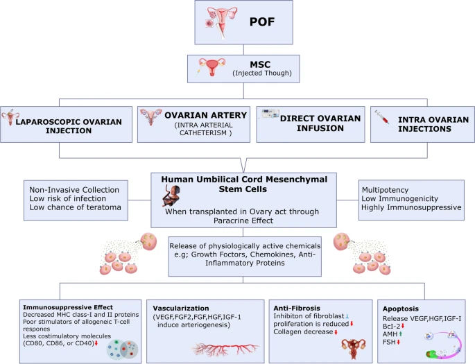 使用干細胞治療卵巢損傷的擬議機制。