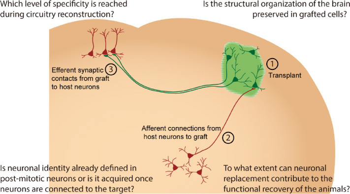 圖1：該方案說明了有關(guān)神經(jīng)元替換的三個方面（從1到3）以及文本中討論的四個問題（每個角一個）。在腦修復細胞療法的假設模型中，移植的細胞以綠色顯示，宿主神經(jīng)元以紅色顯示。