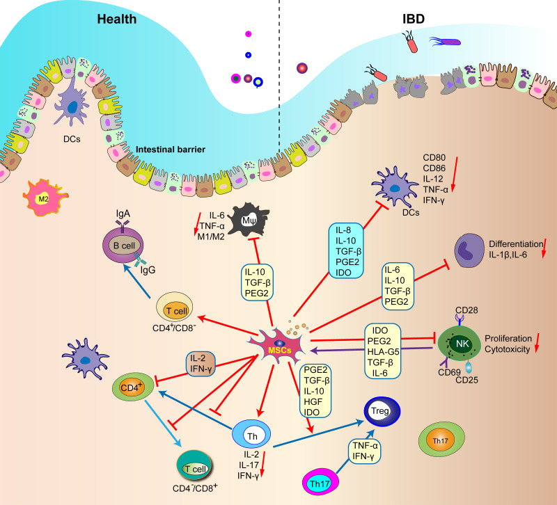 圖1：間充質(zhì)干細(xì)胞調(diào)節(jié)腸道內(nèi)所有免疫細(xì)胞的功能。
