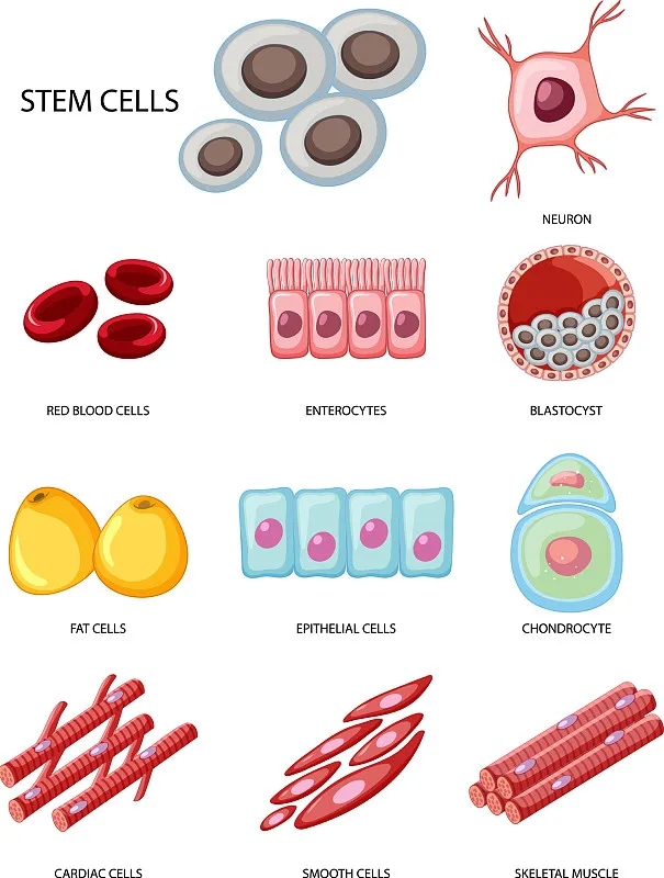 間充質干細胞作為細胞治療、基因治療和組織工程的關鍵工具