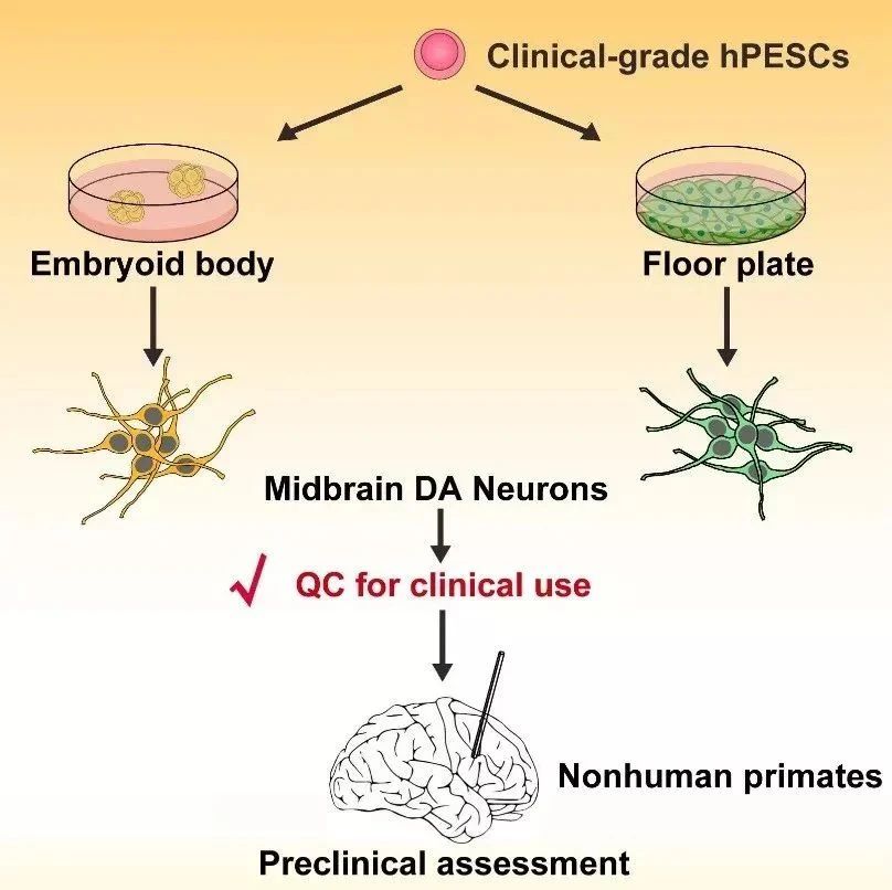 臨床級(jí)人胚干細(xì)胞分化的多巴胺神經(jīng)細(xì)胞的臨床前評(píng)價(jià)示意圖（Wang YK et al., Stem Cell Reports, 2018）