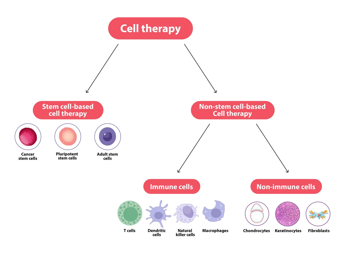 不同類型的細(xì)胞療法