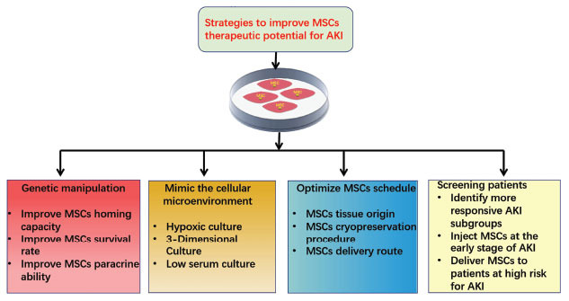 圖1：提高間充質(zhì)干細(xì)胞治療急性腎損傷有益效果的策略