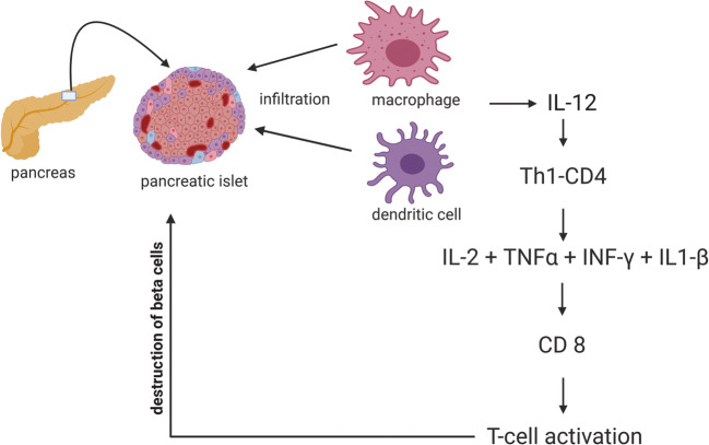 圖1：T1DM中通過巨噬細胞和樹突狀細胞分泌的細胞因子級聯(lián)表現(xiàn)出的自身免疫機制