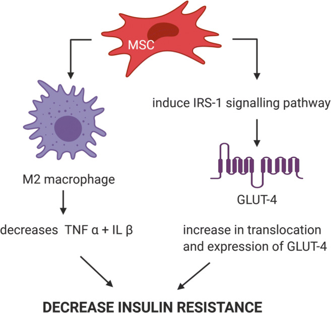 圖4：MSC幫助誘導(dǎo)IRS-1信號通路改善T2DM胰島素抵抗