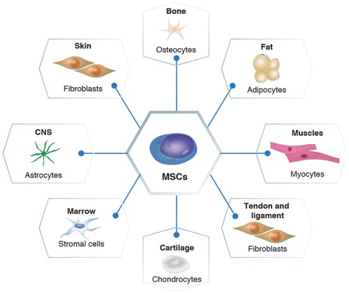 圖1：間充質(zhì)干細(xì)胞的分化潛力。