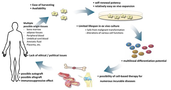 圖1：人類間充質(zhì)干細(xì)胞在細(xì)胞治療中的優(yōu)勢。