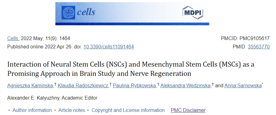 神經(jīng)干細(xì)胞 (NSC) 和間充質(zhì)干細(xì)胞 (MSC) 的相互作用作為大腦研究和神經(jīng)再生的一種有前途的方法