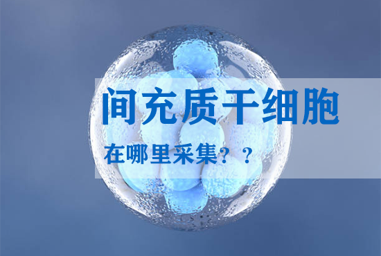 間充質(zhì)干細(xì)胞在哪里采集？