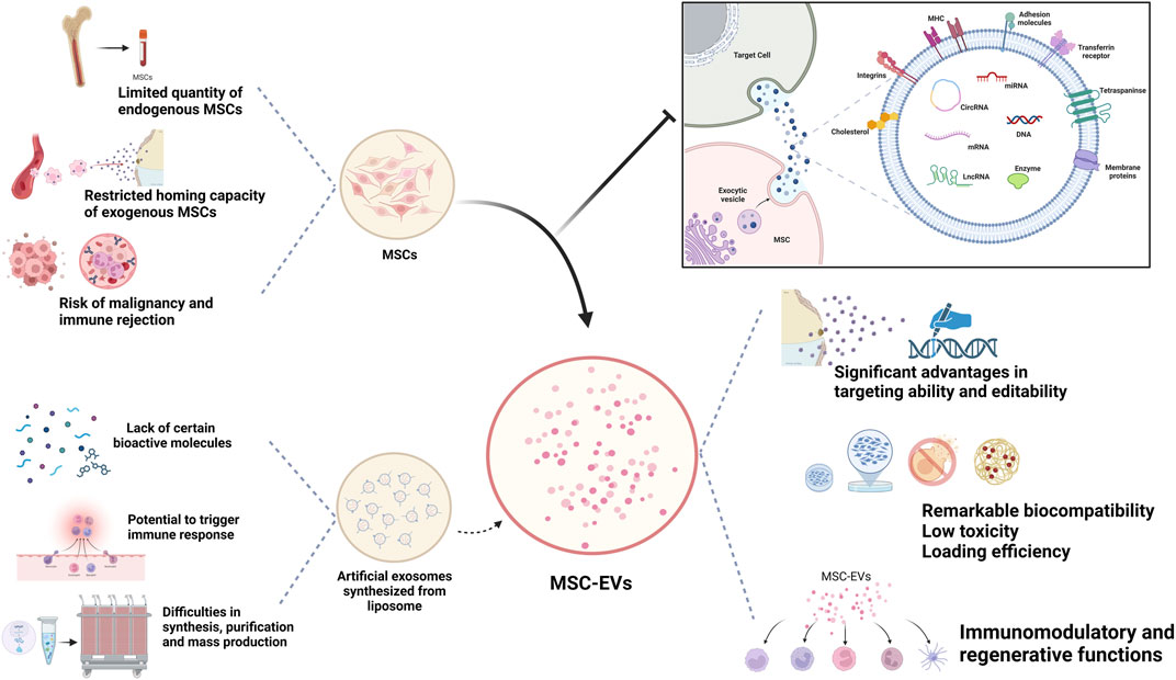 圖1：MSC-Exos作為藥物載體的生物學(xué)優(yōu)勢。