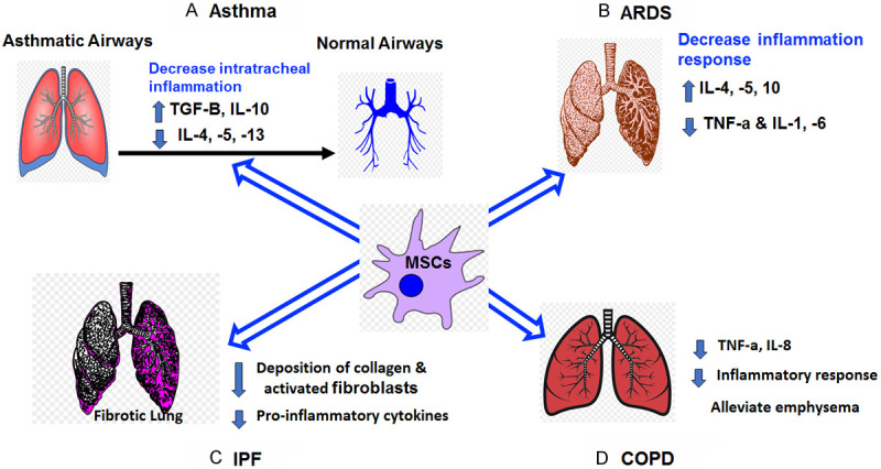 圖1：MSCs在主要肺部疾病和病癥中的主要功能總結(jié)。