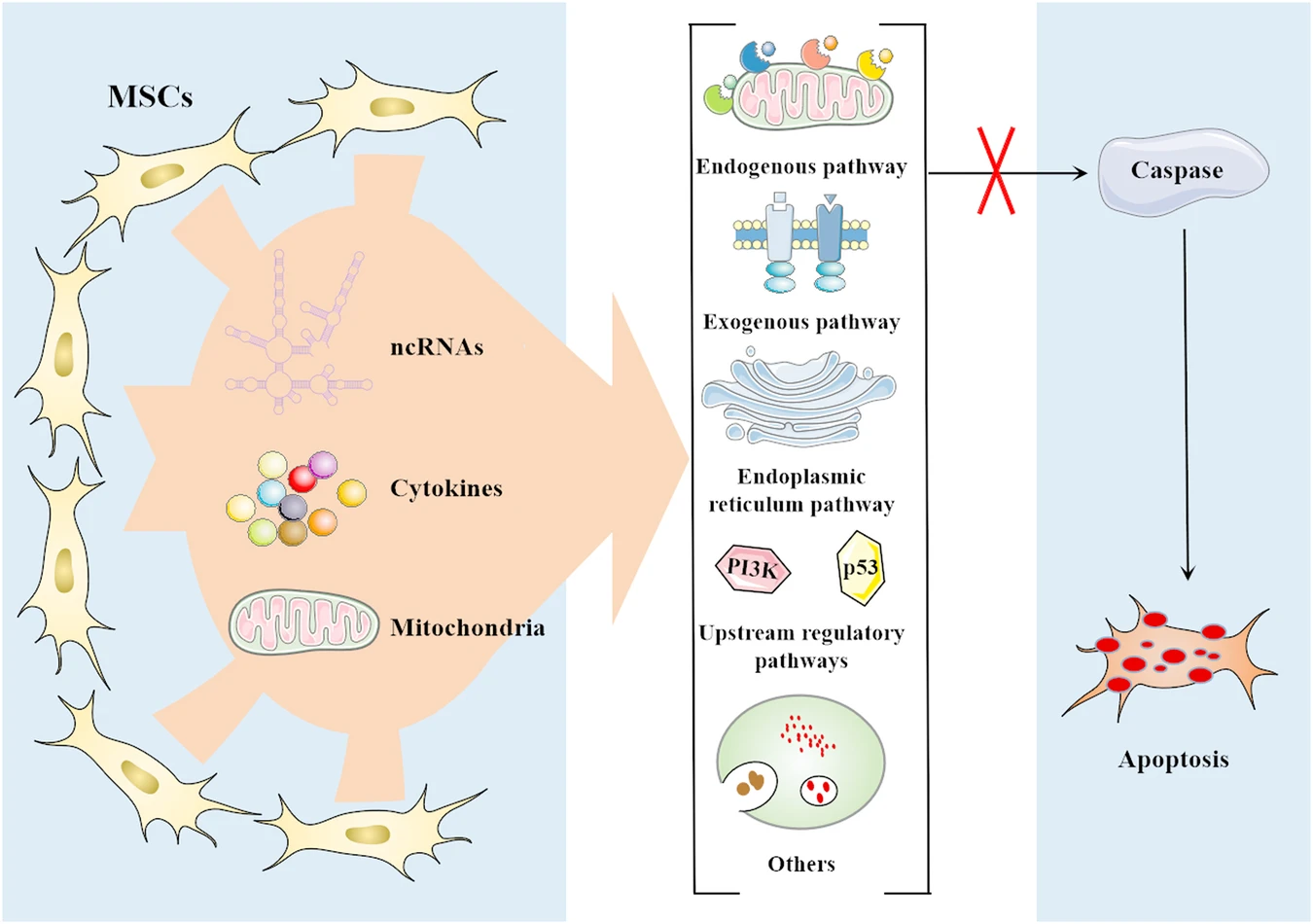 圖2：間充質(zhì)干細(xì)胞 (MSC) 通過靶向多種途徑抑制細(xì)胞凋亡