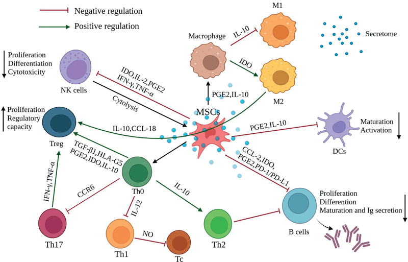圖2：間充質(zhì)干細(xì)胞充當(dāng)免疫調(diào)節(jié)劑，影響其他免疫細(xì)胞的行為以產(chǎn)生更平衡的免疫反應(yīng)