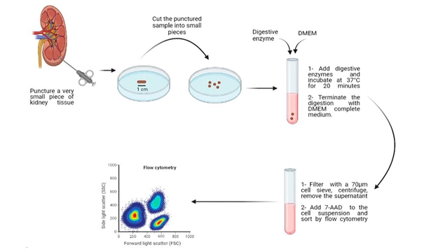 圖2：從人類腎臟活檢中分離活細胞的示意圖