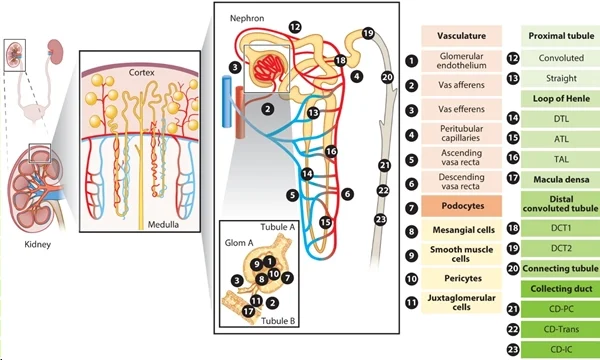 圖 1：腎臟上皮細胞和內(nèi)皮細胞概覽。圖片來源：PMID：34843404