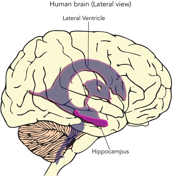 圖3：這張人類大腦的側(cè)視圖顯示了大腦深處的海馬體和側(cè)腦室的位置?？茖W(xué)家在大腦的這兩個(gè)區(qū)域發(fā)現(xiàn)了神經(jīng)干細(xì)胞。