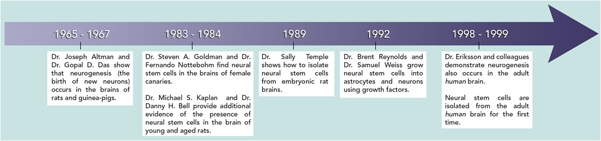 圖4：該時(shí)間線顯示了神經(jīng)干細(xì)胞研究中的開創(chuàng)性發(fā)現(xiàn)發(fā)生的時(shí)間。