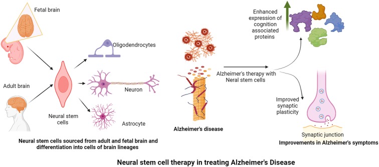 圖2：神經(jīng)干細(xì)胞在改善阿爾茨海默病癥狀中的作用。
