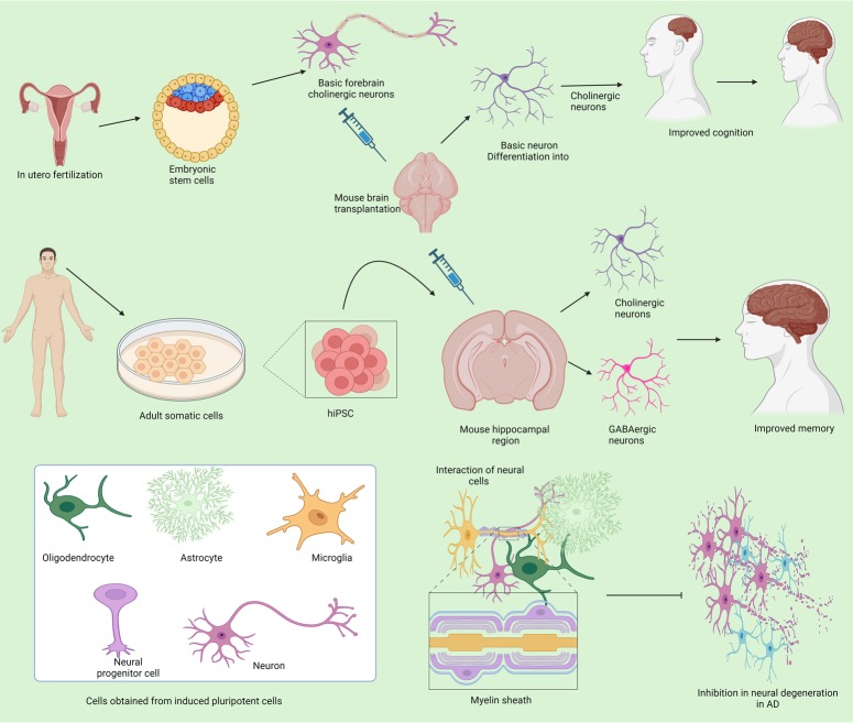 圖3：不同來源的干細(xì)胞在抑制阿爾茨海默病中的作用