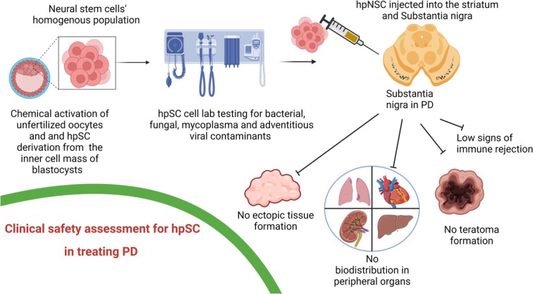 hpSC 治療 PD 的臨床安全性評估