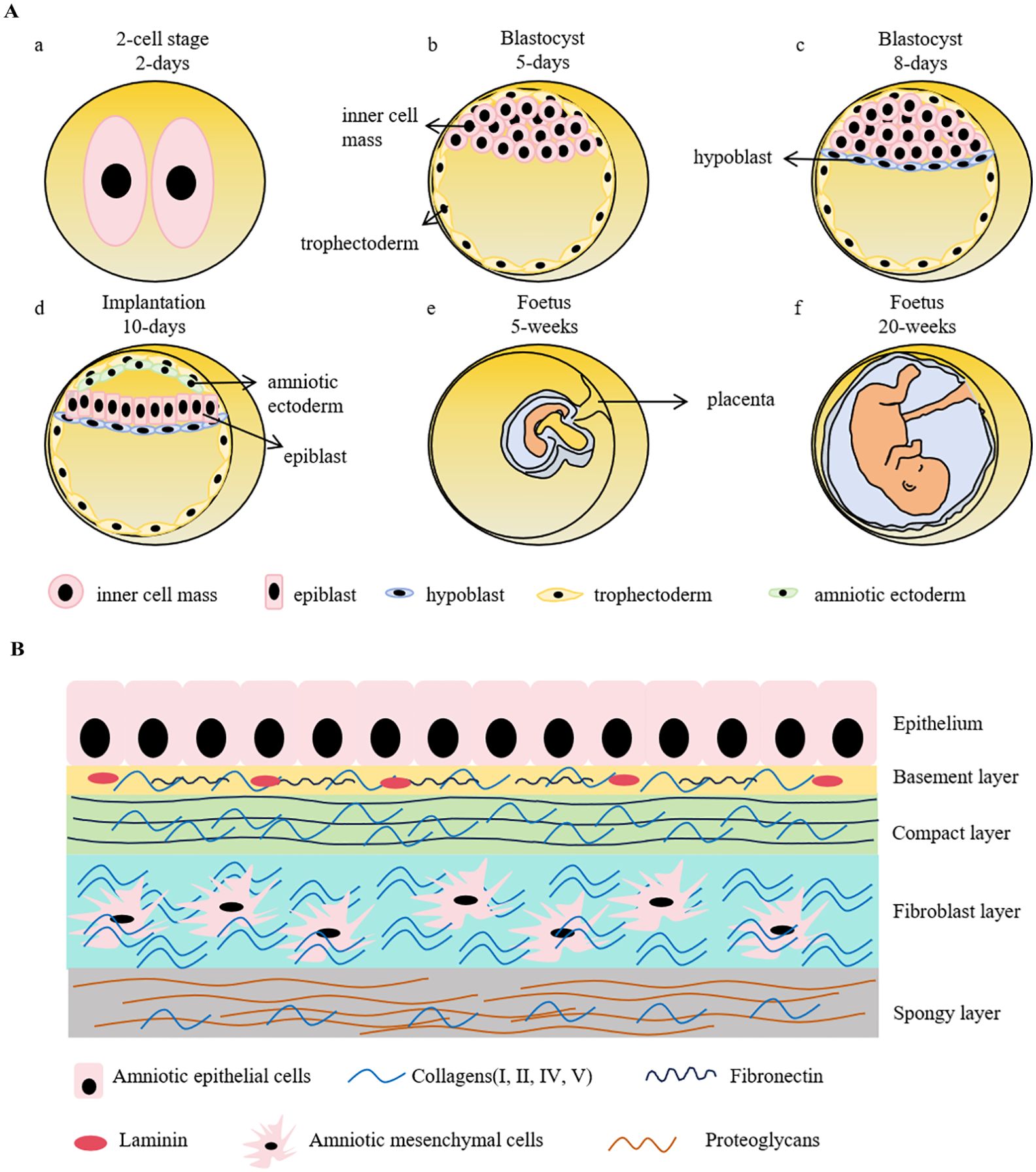 圖1：早期胚胎發(fā)育示意圖和人羊膜結(jié)構(gòu)