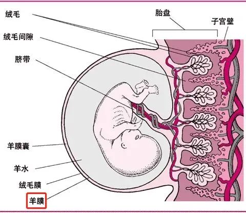 作用堪比全能干細(xì)胞，重新認(rèn)識人羊膜上皮細(xì)胞的細(xì)胞特性及其治療應(yīng)用