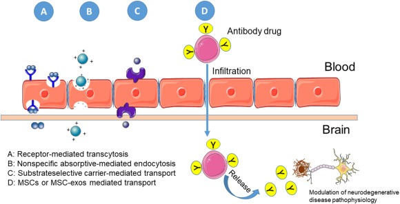 圖2：間充質(zhì)干細(xì)胞作為抗體藥物輸送系統(tǒng)在治療神經(jīng)退行性疾病中的應(yīng)用
