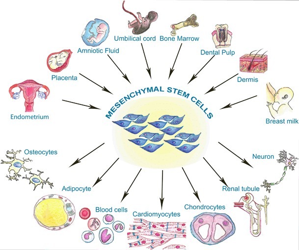 圖1：間充質(zhì)干細(xì)胞的來源