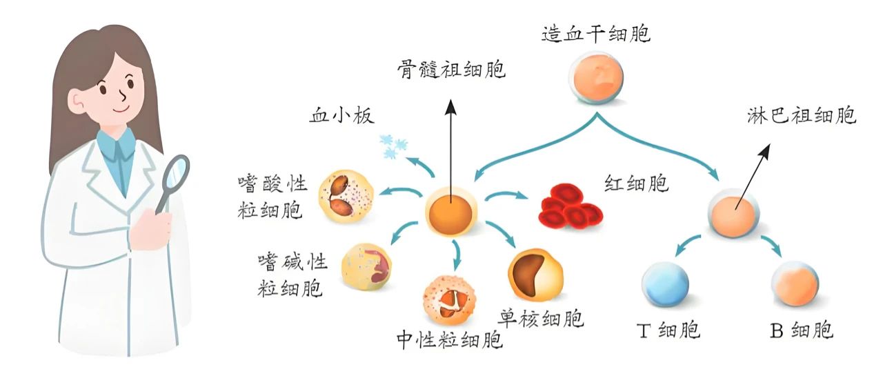 造血干細(xì)胞移植