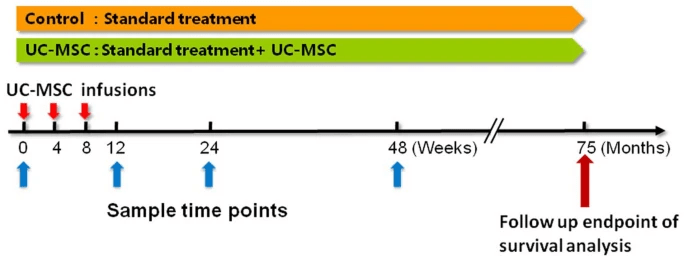 圖2：UC-MSC治療HBV相關(guān)失代償性肝硬化患者的方案