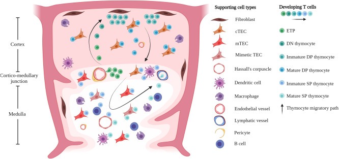 圖1：T細(xì)胞的發(fā)育和選擇在胸腺微環(huán)境中受時(shí)空信號以及與支持基質(zhì)、上皮和造血細(xì)胞相互作用的引導(dǎo)