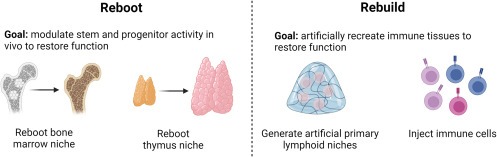 圖3：再生老化和受損免疫器官的兩種方法，包括重啟患者自身的免疫系統(tǒng)和通過人工補(bǔ)充重建患者的免疫系統(tǒng)