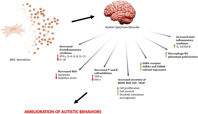 圖1：干細(xì)胞治療自閉癥譜系障礙的作用機(jī)制