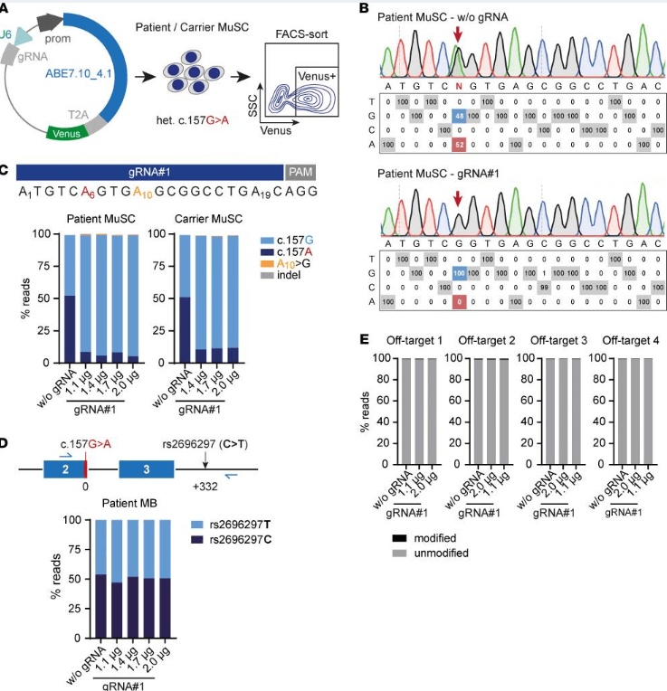  ABE 修復(fù)患者和攜帶者原發(fā)性 MuSC 中的SGCA?c.157G>A 突變，且沒有可檢測到的脫靶編輯。