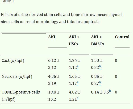 表1：尿源干細(xì)胞與骨髓間充質(zhì)干細(xì)胞對(duì)腎臟形態(tài)及腎小管凋亡的影響