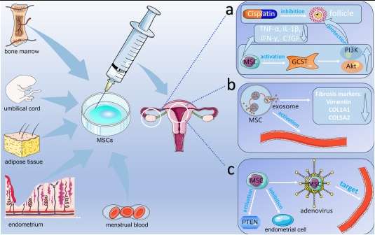 圖1：間充質(zhì)干細(xì)胞在卵巢和子宮內(nèi)膜相關(guān)疾病中的作用機(jī)制
