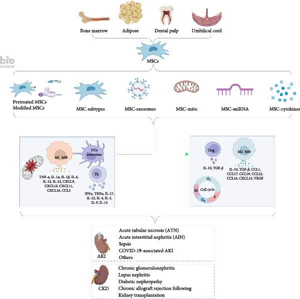 圖1：間充質(zhì)干細胞介導(dǎo)的免疫調(diào)節(jié)和組織修復(fù)在腎臟疾病中的機制。