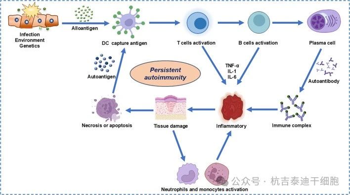 圖2：自身免疫性疾病的細胞和分子發(fā)病機制。