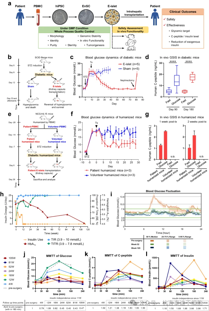 圖1：2型糖尿病患者自體E型胰島移植的臨床前研究和臨床結果